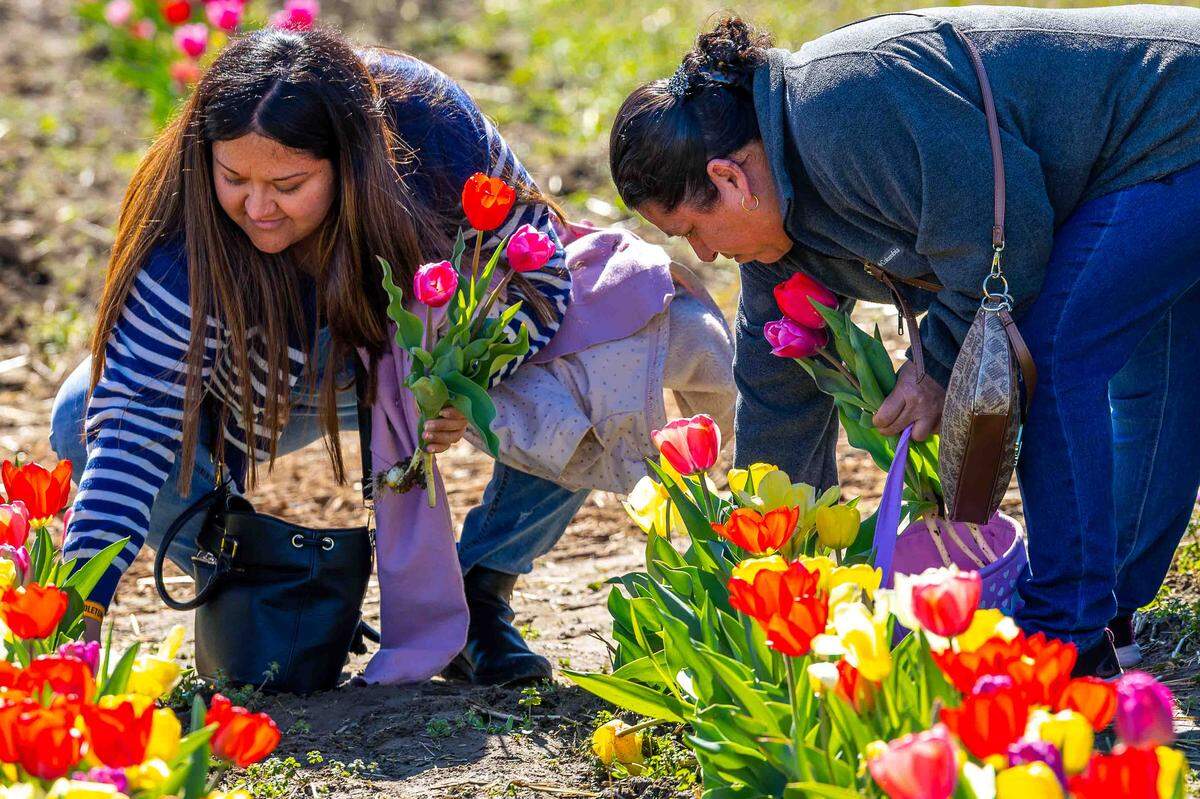 Maira Garcia, left, and her mother, Maria Garcia, both of Pasco, pick tulips in the self-pick fields during the Middleton Farms Tulip Festival on Saturday. The festival continues through mid-May.