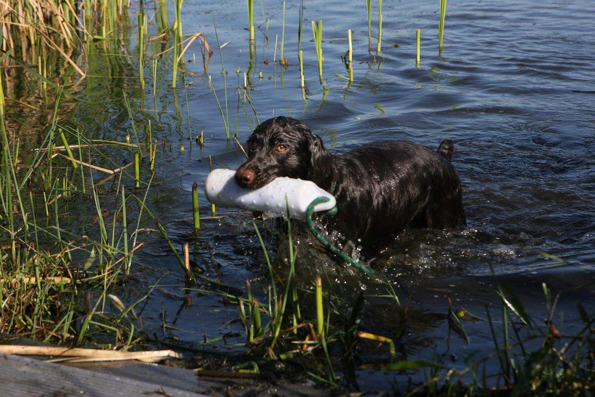 Dog retrieving demonstrations are planned for Kid’s Duck Conservation Day at McNary National Wildlife Refuge.