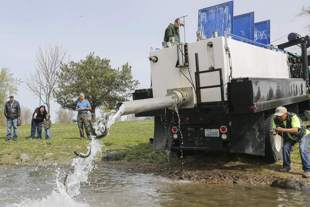 Locals gather to watch as Washington Department of Fish and Wildlife from the fish hatchery dump fish into the The Columbia Park Pond in Kennewick for the 21st annual kid’s fishing derby on Saturday.
