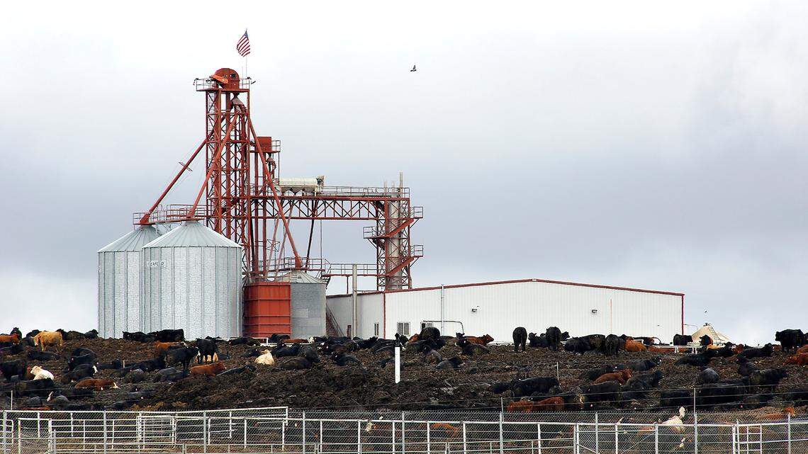 Easterday Farms follows cattle operation into bankruptcy. Millions owed to hundreds