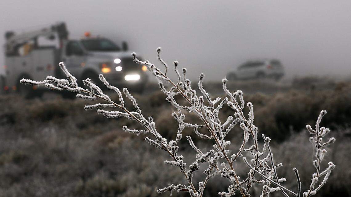A thick freezing fog Monday morning coats weeds along Interstate 82 as motorists use their fog lights to improve visibility while driving south of Kennewick. Patchy icy conditions sent Tri-City drivers skidding across slick highways.