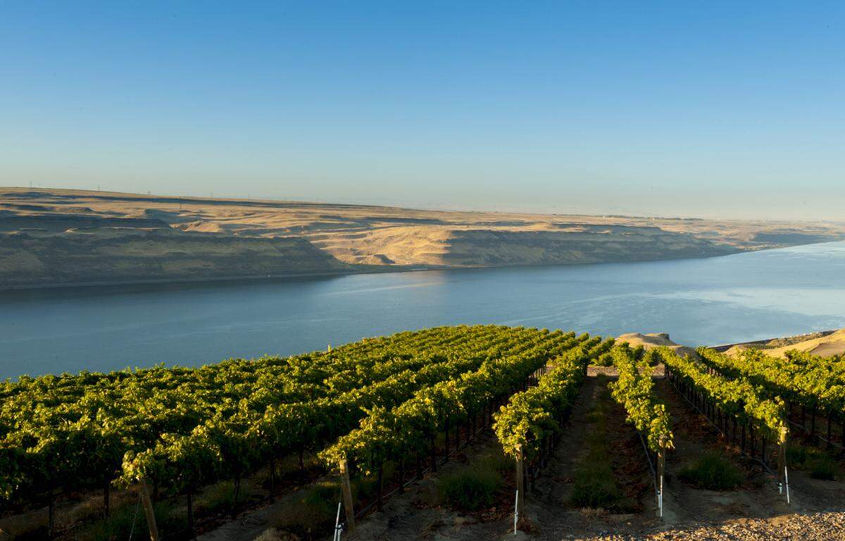 Some of the Northwest’s most breathtaking vineyards, which includes The Benches along the Columbia River near the Wallula Gap, are home to award-winning Riesling. This is clone 239 Riesling from a block that’s been prized by winemakers over the years.