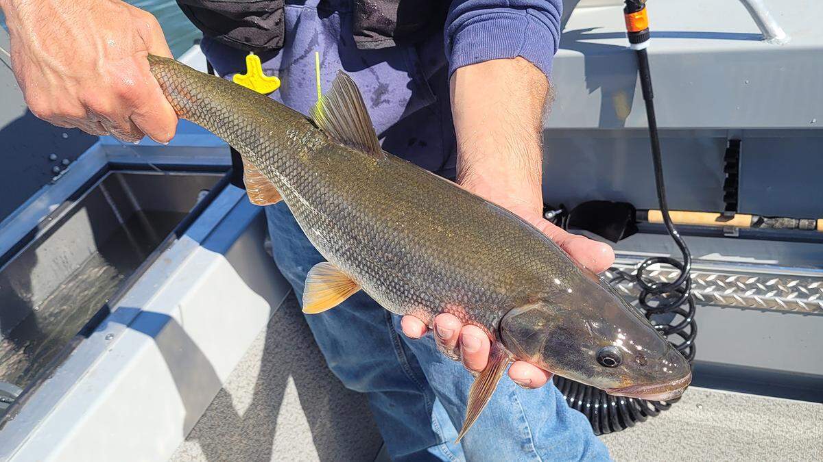 Turn in northern pikeminnow you catch in the Columbia and Snake rivers for cash rewards starting May 1.