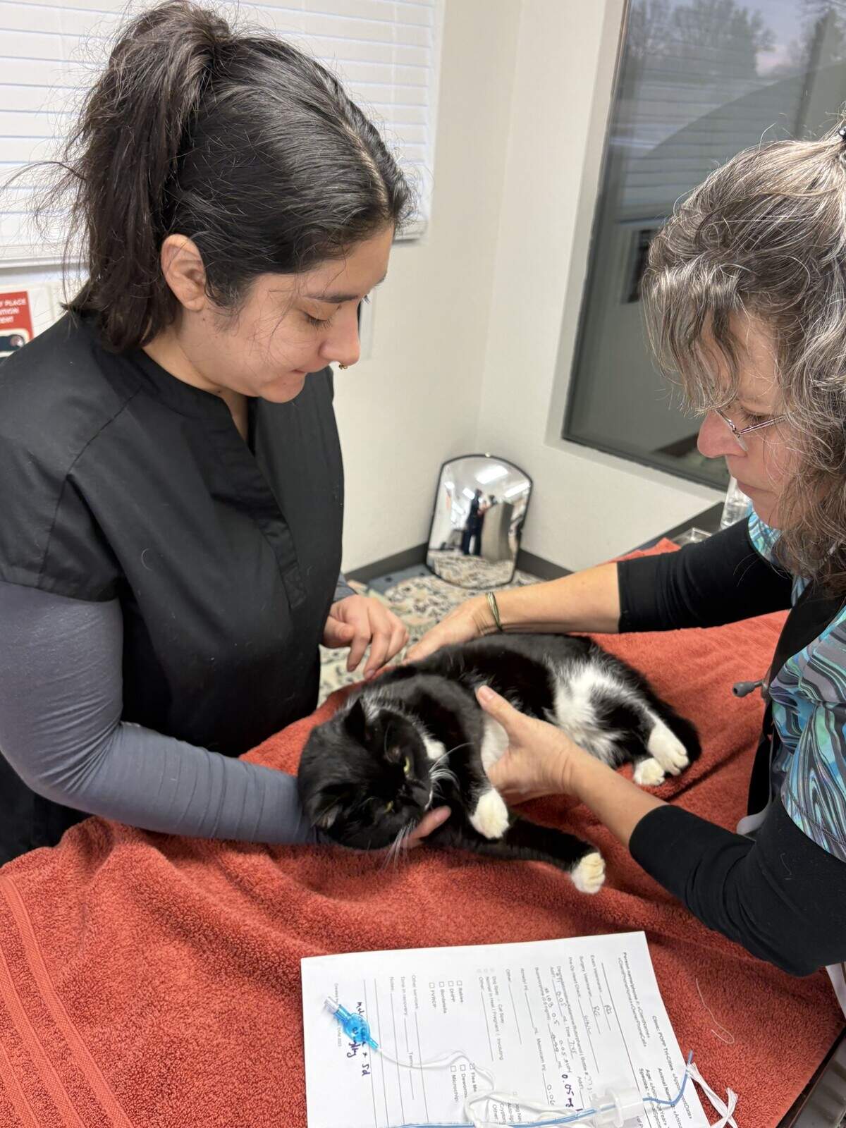 Veterinarian staff at Pet Overpopulation Prevention’s Pasco clinic care for a cat.