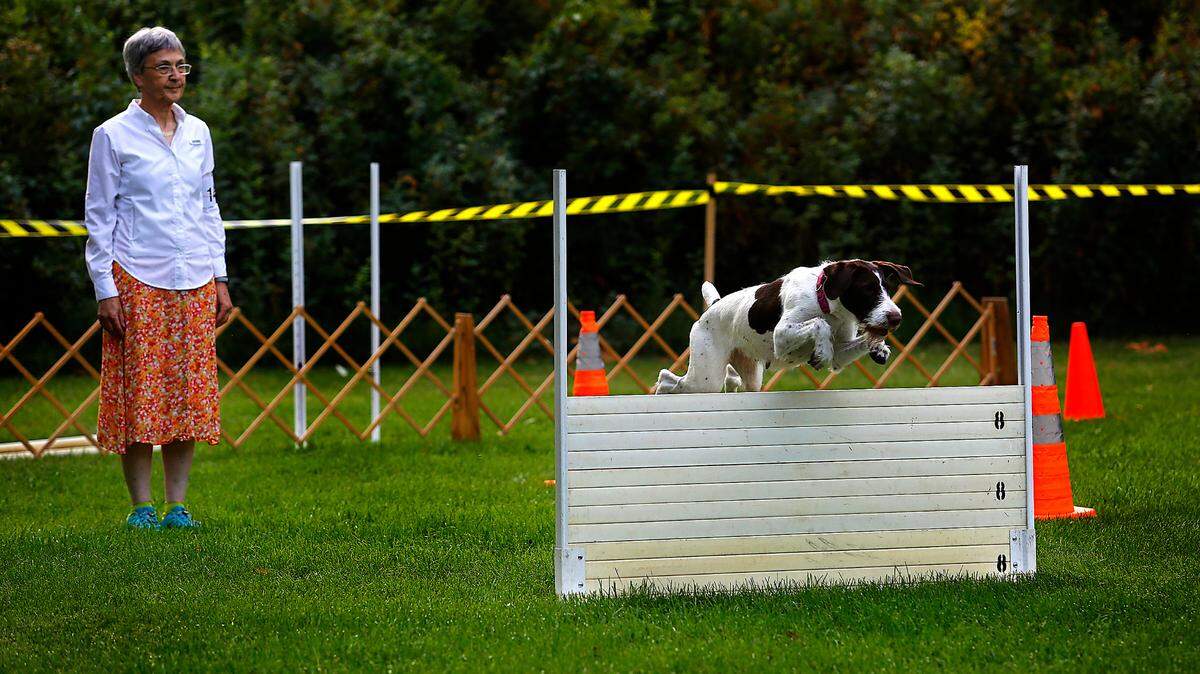 Hilde Stapgens of Anchorage, Alaska, watches as her dog Annie B jump Wednesday at a special dog show for German Wirehaired Pointers in Kennewick’s Columbia Park. Events continue through the weekend, including the 75th Richland Kennel Club’s Dog Show and the 82nd Annual Walla Walla Kennel Club’s Dog Show. About 1,100 dogs will be shown daily in 17 show rings, starting at 8 a.m. Admission and parking are free.