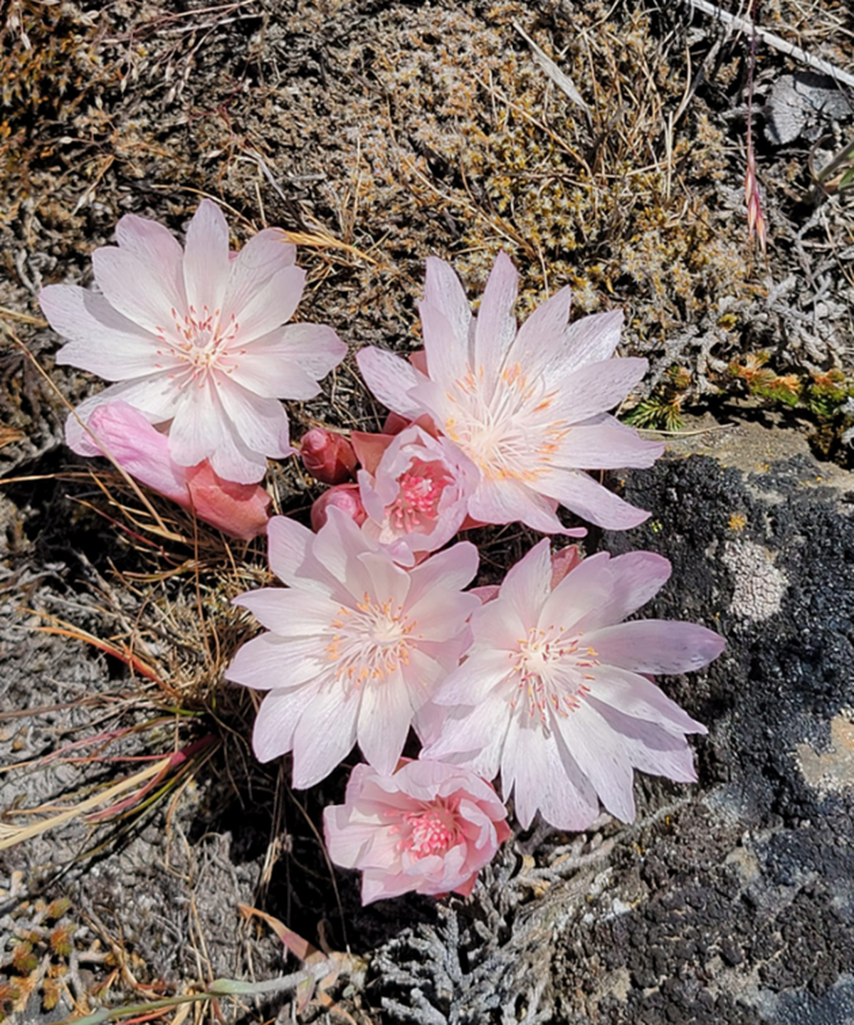 Lewisia also known as Bitterroot, found here along Catherine Creek, is common and grows on the thin rocky lava soils all over eastern Washington.