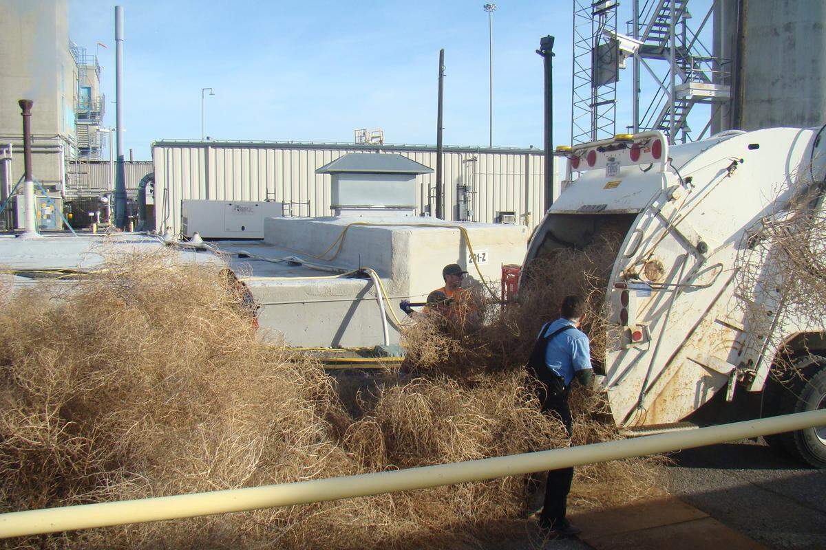 Hanford crews have been clearing tumbleweeds at the site, loading some into trucks to be crushed, after recent wind storms.