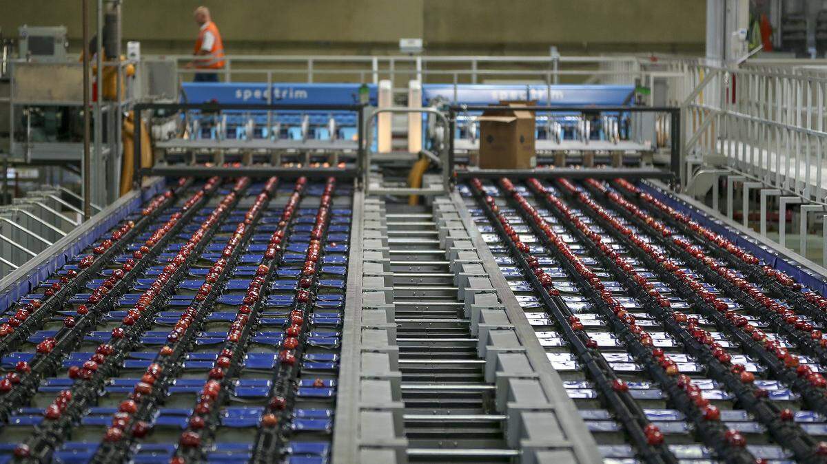 Apples are processed at a former Broetje Orchards packing facility in Eastern Washington.