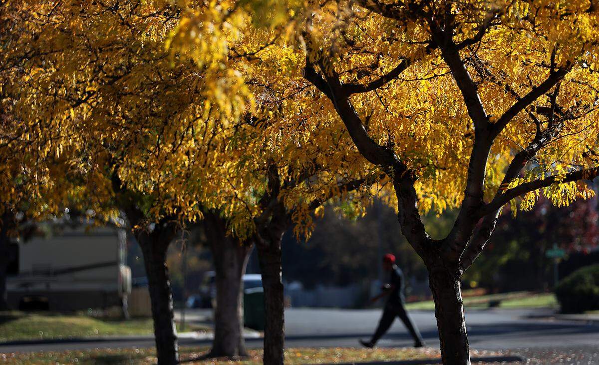 Trees filled with yellow leaves glisten under a bright fall sky as a pedestrian walks along on South Union Street on a recent fall morning in Kennewick. The National Weather Service predicts much colder temperatures in the Tri-Cities this week.