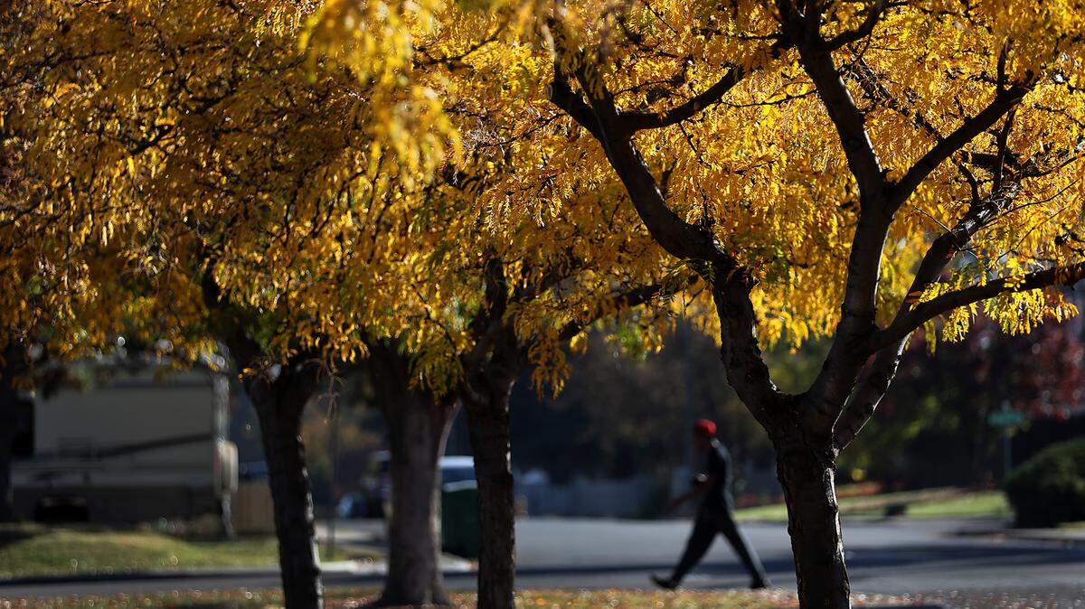 Trees filled with yellow leaves glisten under a bright fall sky as a pedestrian walks along on South Union Street on a fall morning in Kennewick.
