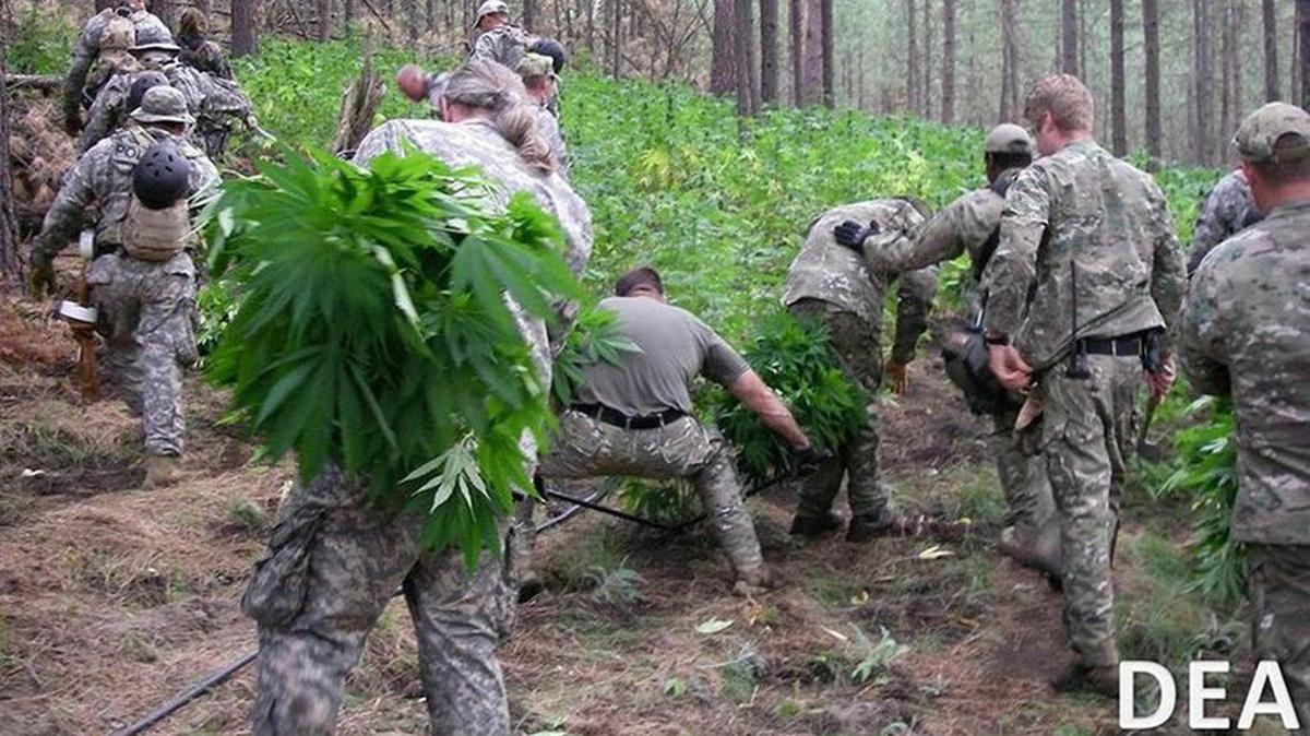 A federal “cannabis eradication response team” works to clear a marijuana farm on Eastern Washington tribal land in August 2010.