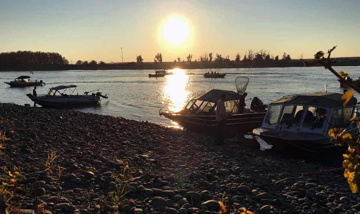 Boats at the Vernita Columbia River access in Eastern Washington during fall Chinook fishing season.