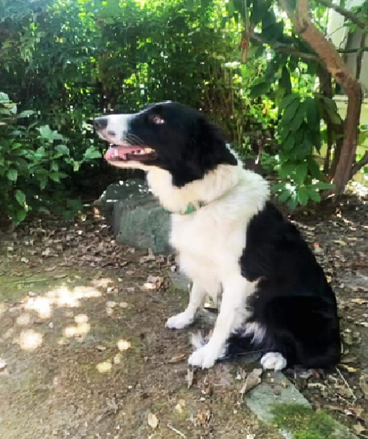 Ruthie, a 2-year-old border collie, has been trained to chase geese without harming them. She will be patrolling Pioneer Park in Walla Walla, Wash.