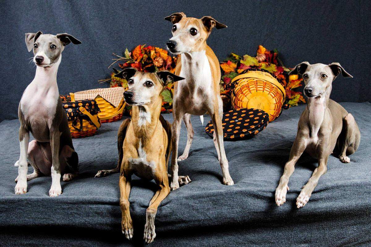 From left, Ripley, Tari, Teaghan and Tyche pose for a portrait.