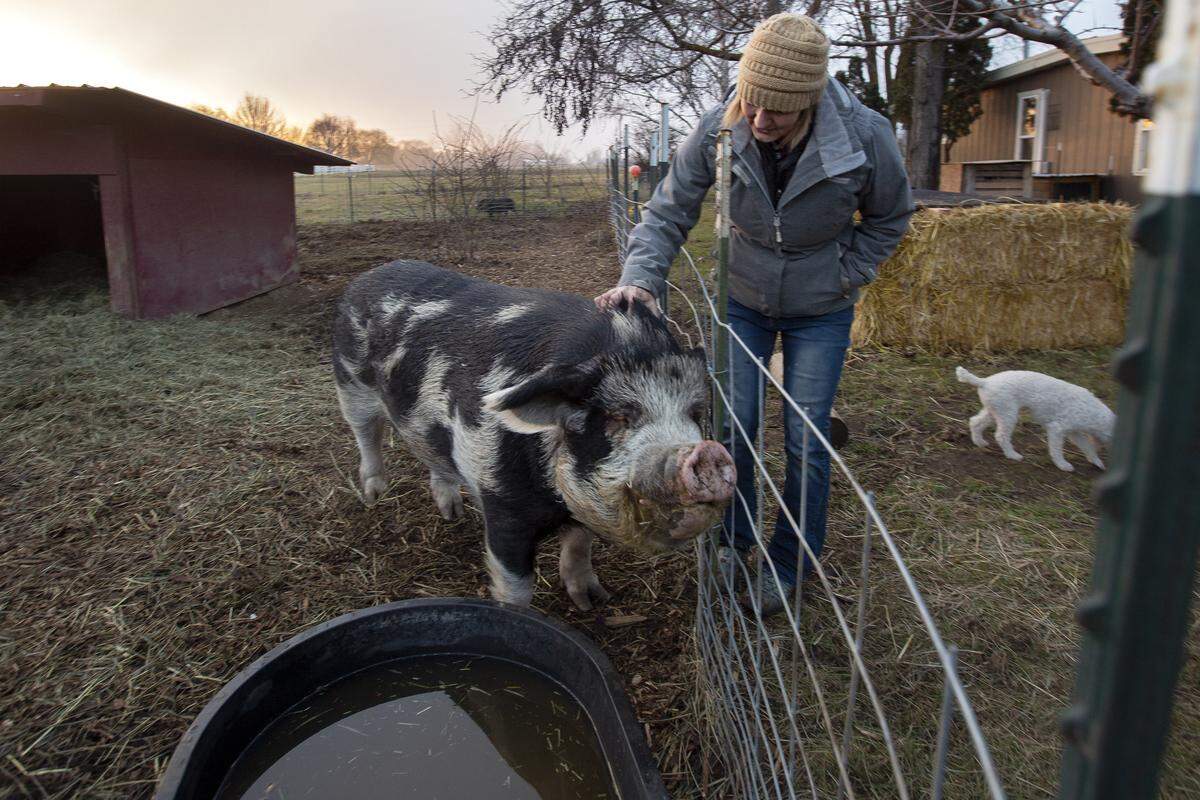 Michelle Allgaier director of Nobel Animal Sanctuary in Prosser pets Mr. P. He was found as a stray during the Moses Lake fires in August 2016.