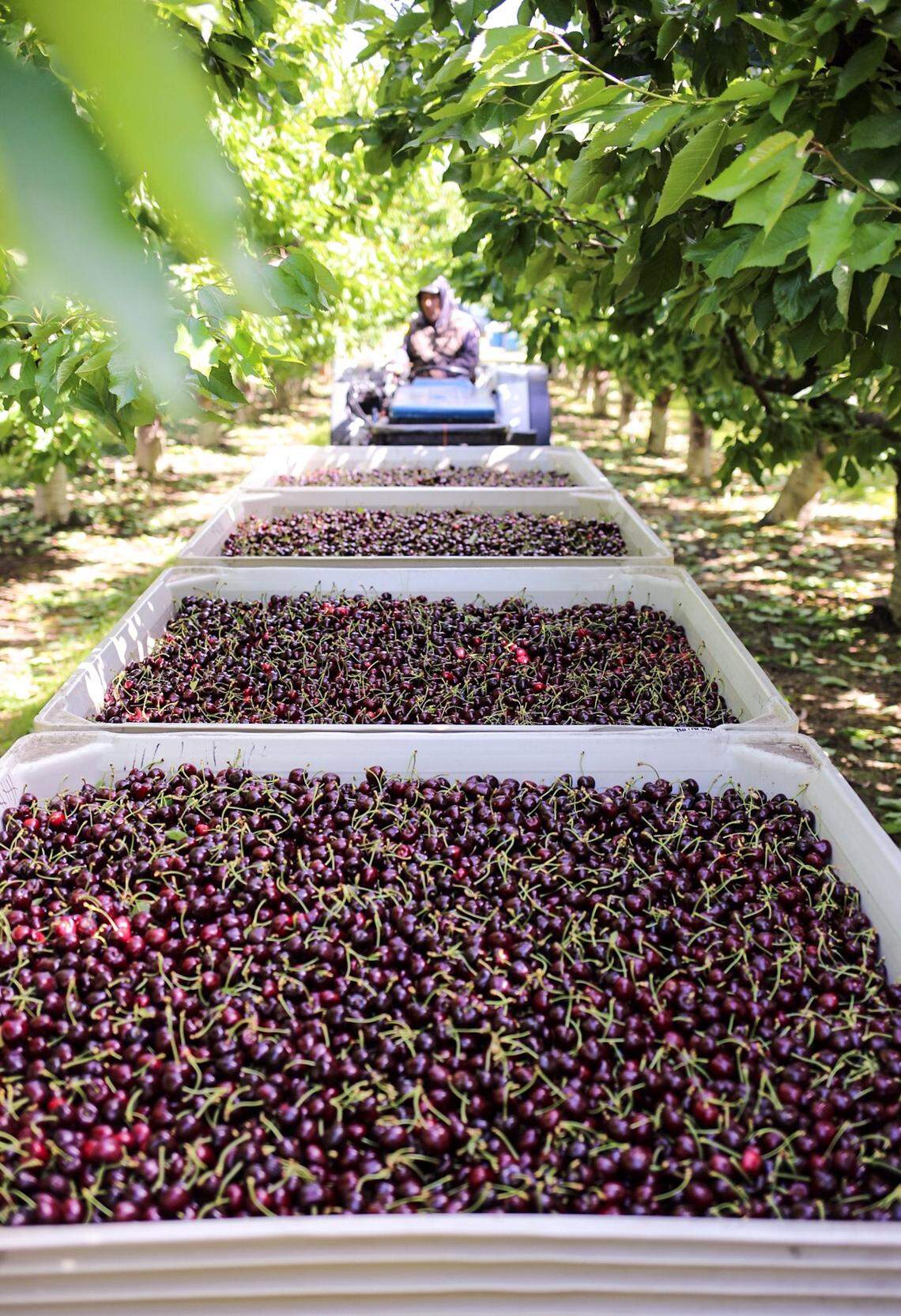 A worker carries cherries in bins after harvest.