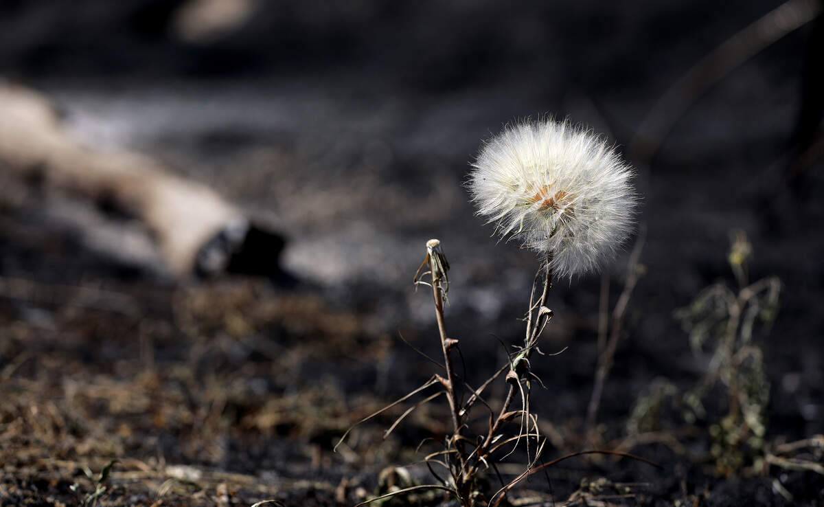 A single seed head that survived Sunday's fire stands in stark contrast to the charred landscape Monday morning in a field off Old Inland Empire Highway.
