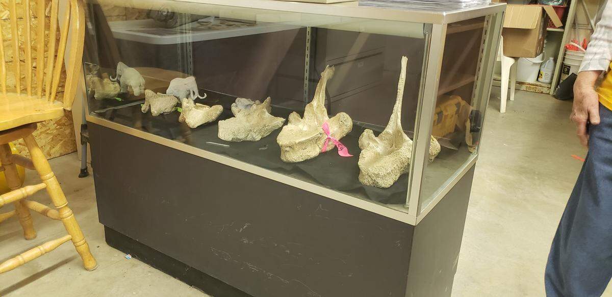 Mammoth vertibrae are showcased at the Coyote Canyon Mammoth Digsite.