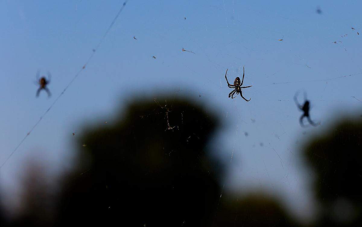 A trio of spiders tend to their webs stretched between the trees and shrubs along the causeway to Clover Island along the Columbia River in Kennewick.