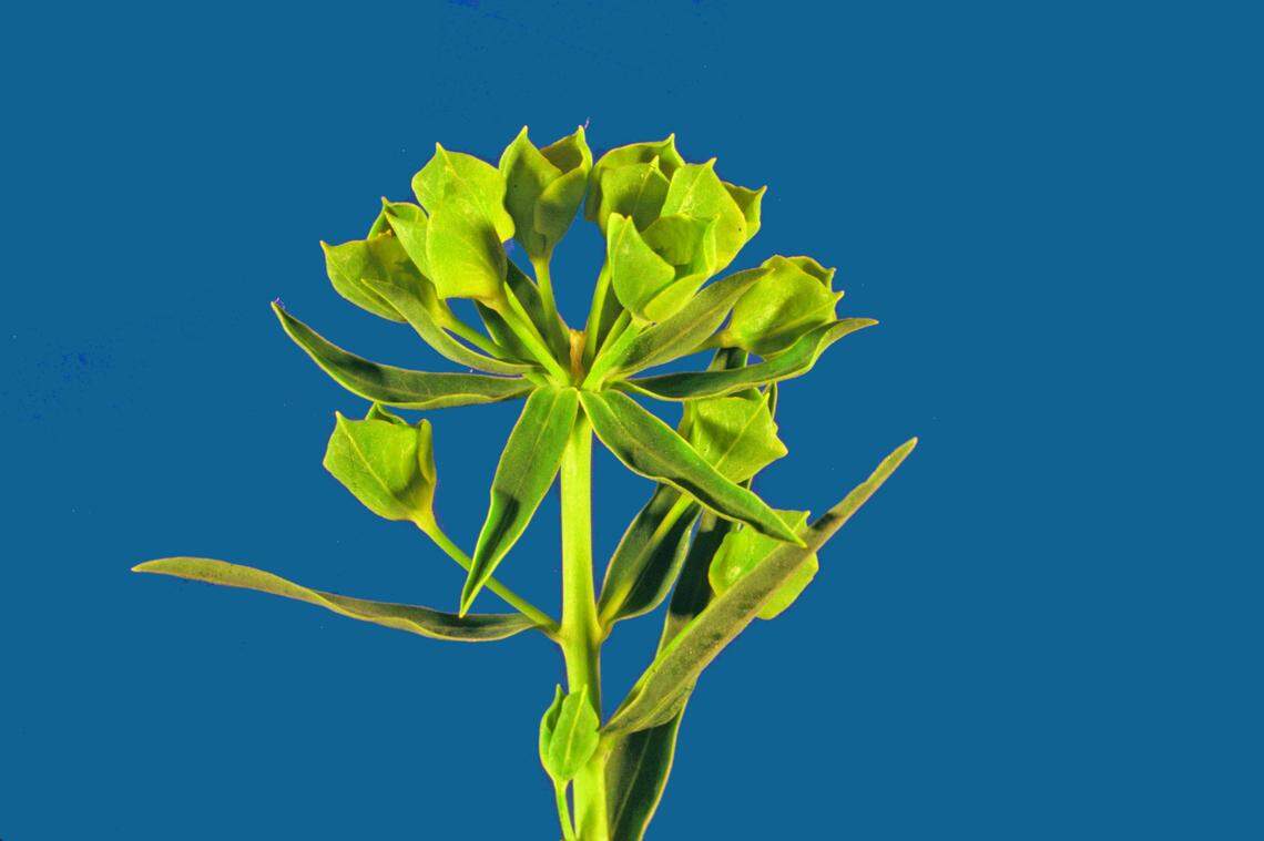 Steve Dewey, Utah State Univ., Bugwood.org