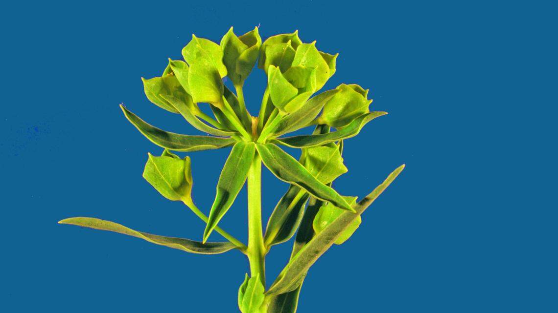 Some Eastern Washington plants are toxic to pets. Here’s how to keep yours safe