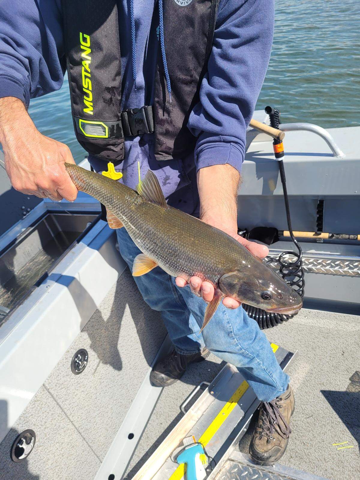 The top angler in the 2022 Northern Pikeminnow Sport Reward Program was paid nearly $70,000 for their catch from May through September.