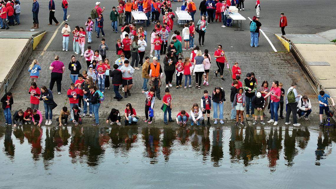 Elementary students from across the Eastern Washington region release the salmon fry they raised in their classroom through the Salmon in the Classroom program.