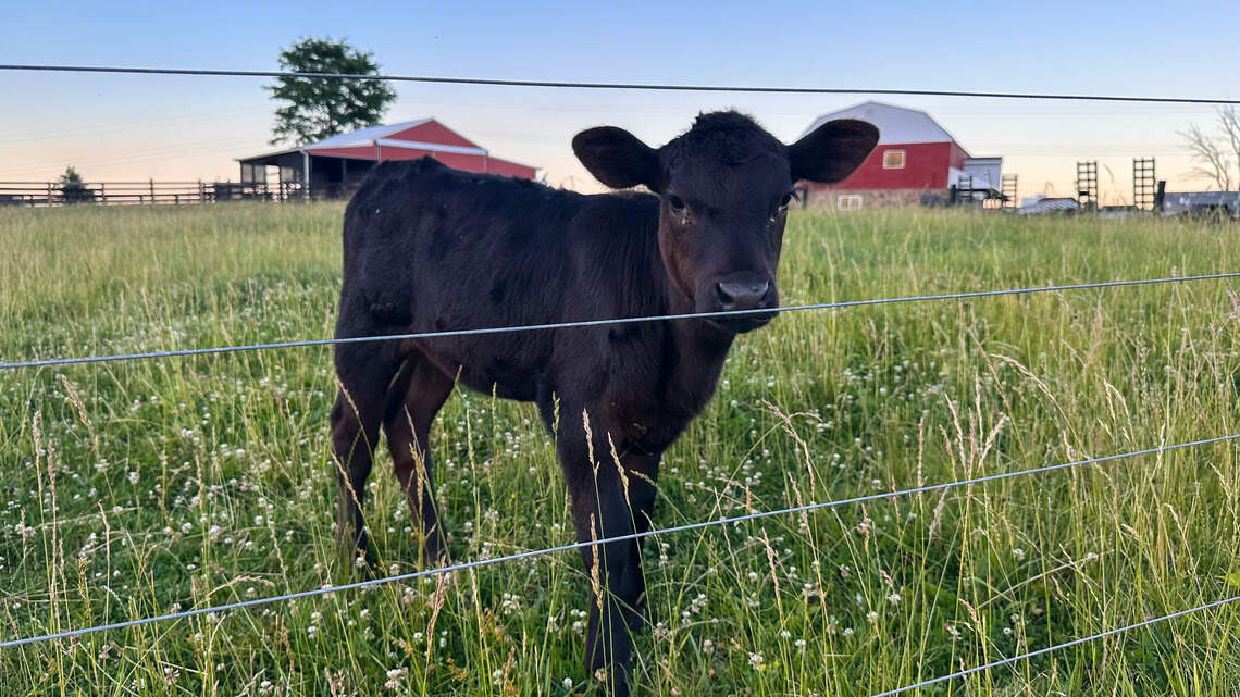 Man accused of stealing Franklin Co. calves, then taking them to auction