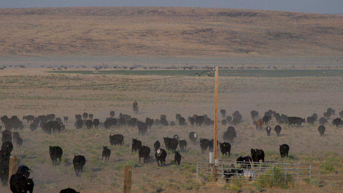 “Not One Drop of Blood” was produced  by Richland journalist Anna King and will be screened in the Tri-Cities on Oct. 22. 