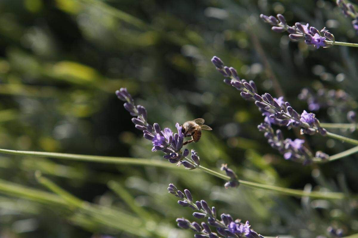 A bee snacks and pollinates some lavender buds at Bywater Farm in Whistran near Prosser. The fragrant buds are harvested for cooking and making scented soaps, lotions and eye pillows.