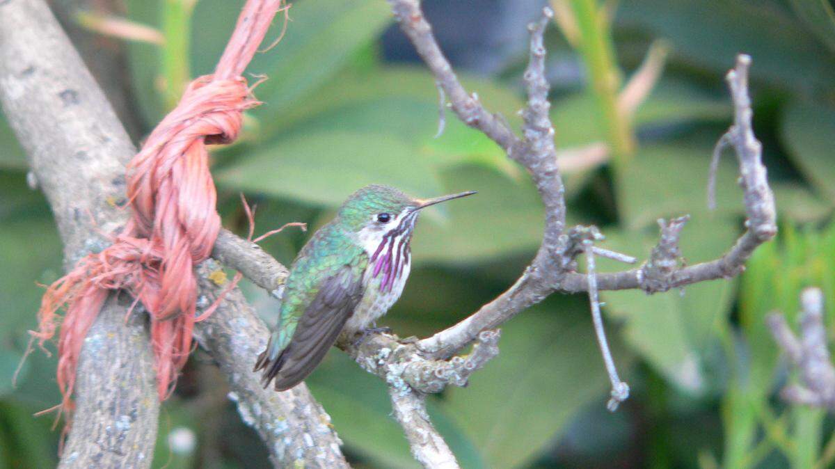 Diana Seuell of Pasco remembers the day a lone hummingbird visited her backyard.