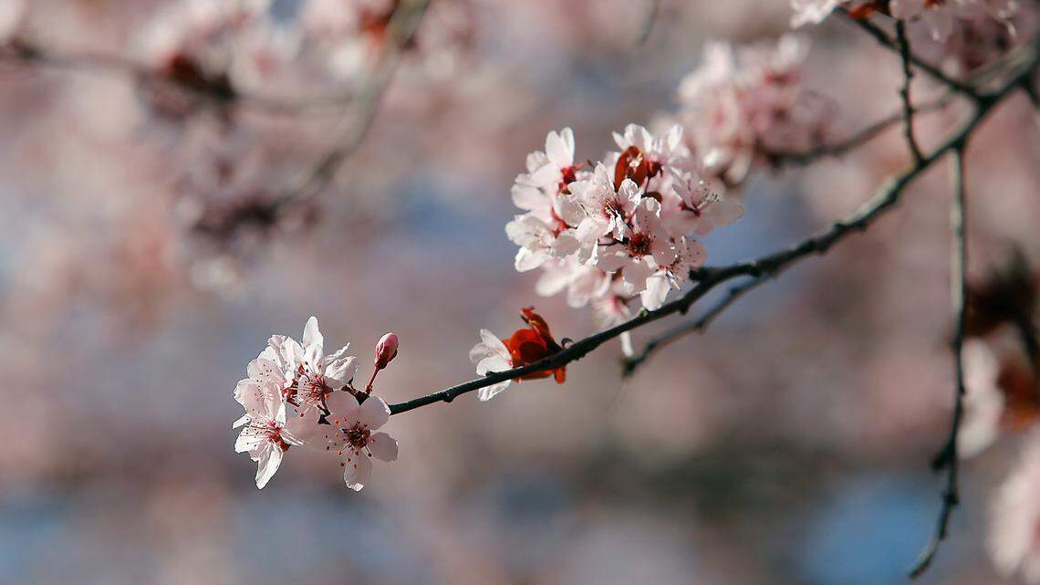 A freeze warning has been issued in the Mid-Columbia. Tender vegetation could suffer, says the National Weather Service.