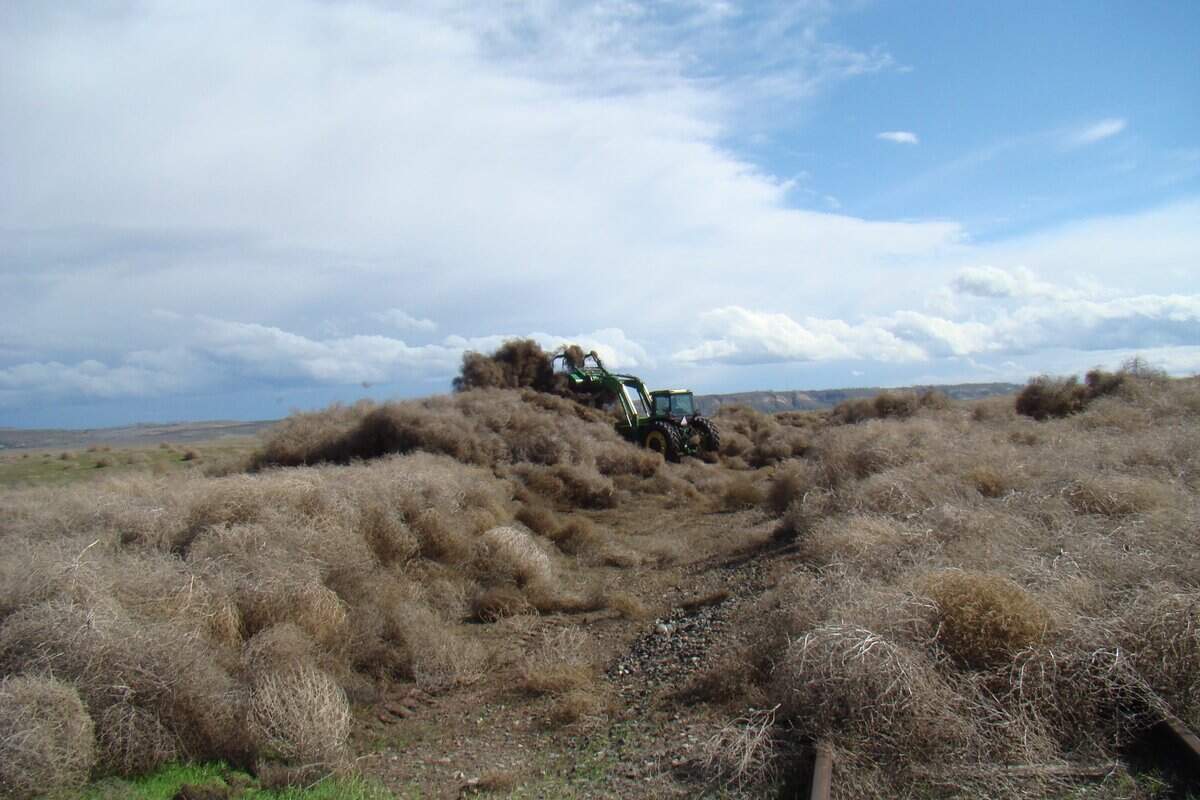 The third windiest January on record at Hanford sent tumbleweeds flying, leaving a mess for Hanford workers to clean up.