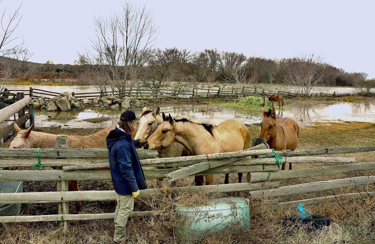 Brandon Alexander, who lives on the north end of Kingston Road along the east bank of the Yakima River in Richland, is planning to move his hunting horses off the farm to higher ground. 