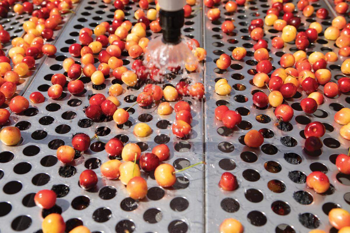 Rainier cherries sorted by size in new sizer.