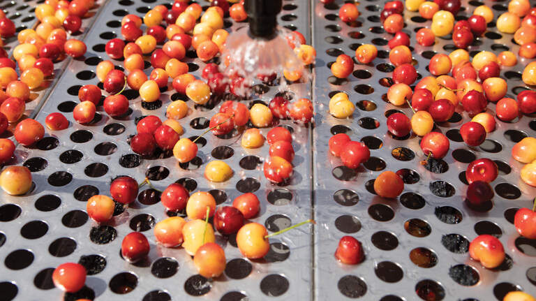 Despite challenging season, WA’s favorite cherry snack company is thriving