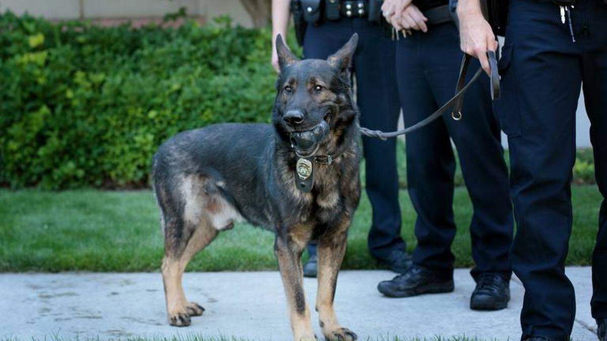 Recently retired Pasco K9 Lemon has died, the Pasco Police Department announced Monday morning.