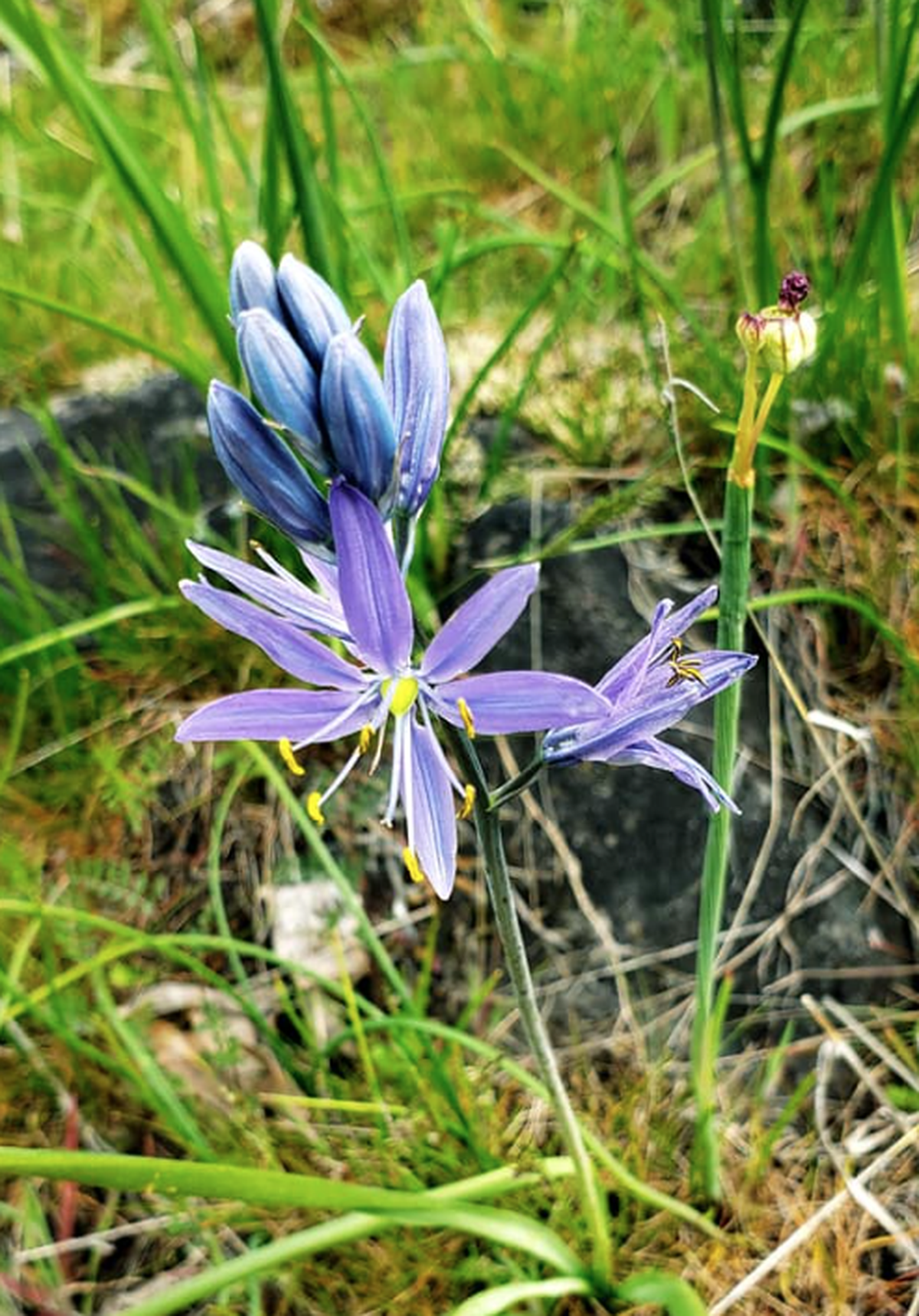 Camas along the Columbia River near The Dalles.