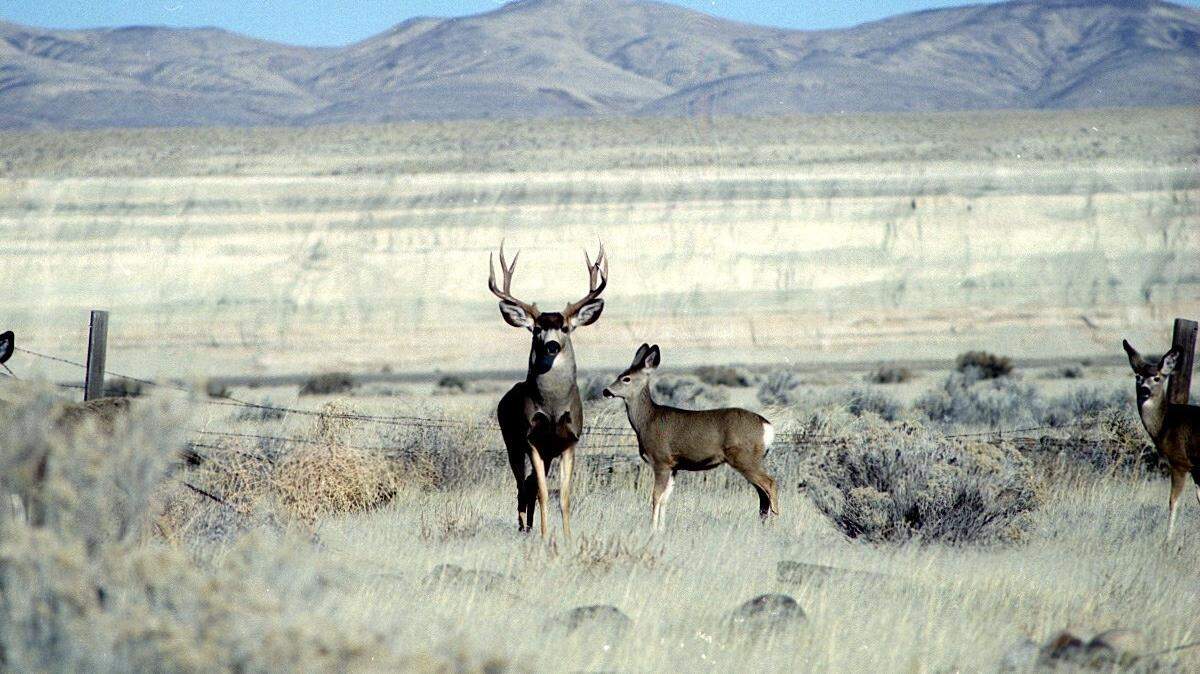 Deer are plentiful on the Hanford nuclear reservation in the fall, creating a hazard for drivers.