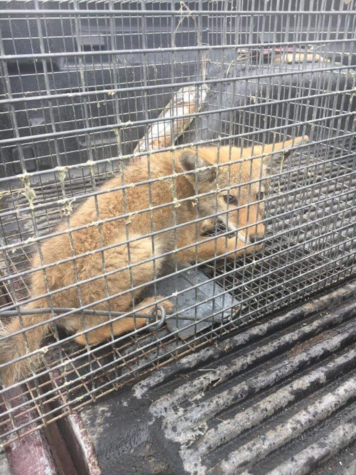 Officials said this coyote, captured from a Kennewick home that it sneaked into, would be let go in some sagebrush.