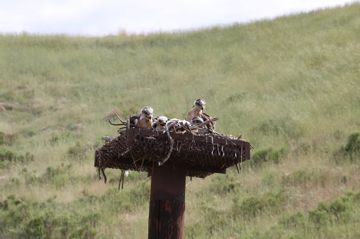 Nest platforms mounted on poles that are about 15 feet off the ground give ferruginous hawks a place safe from predators.