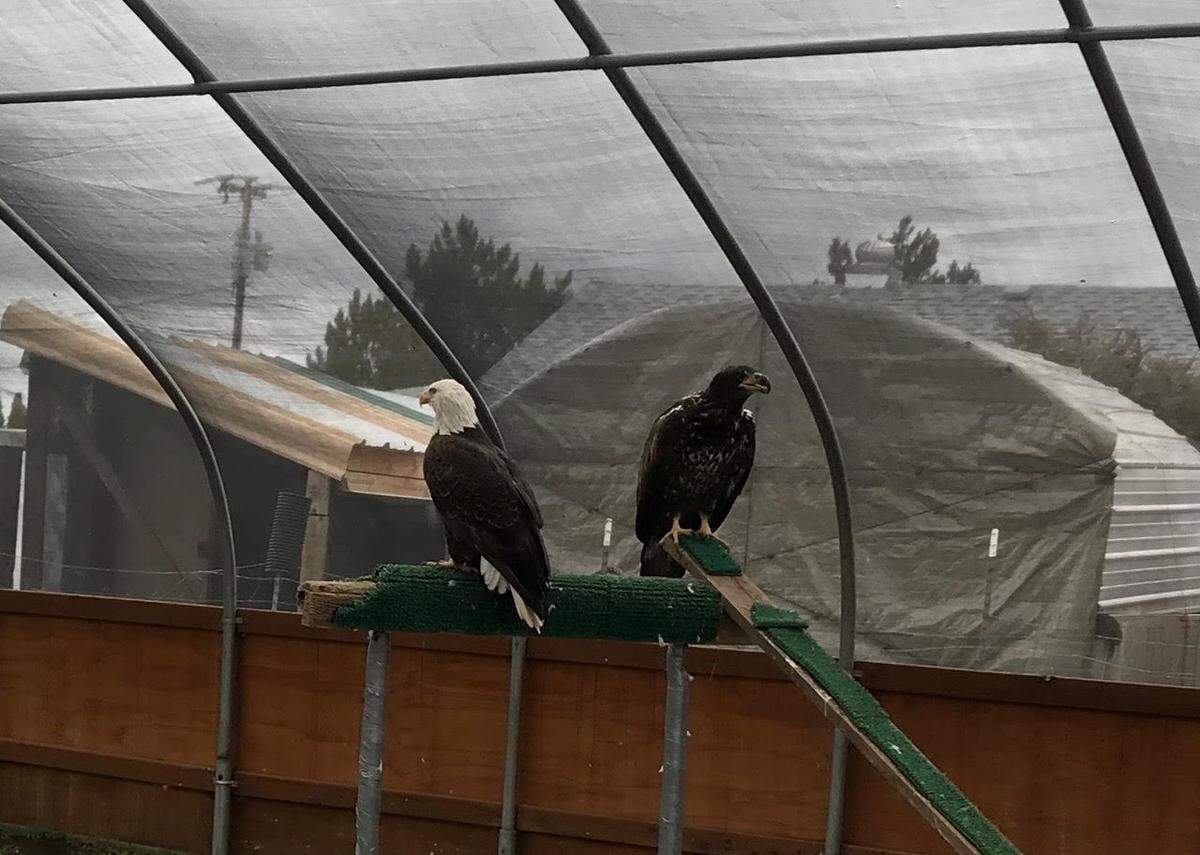 Two bald eagles, a male and an immature female, found near the Tri-Cities last winter spent more than a year in the care of the Blue Mountain Wildlife Rehabilitation and Education Center in Pendleton.