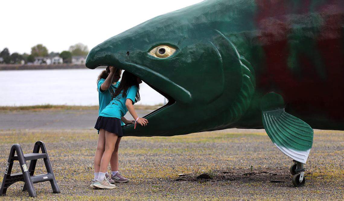 A pair of curious elementary students peer into the crawl through salmon display after releasing the salmon fry they raised in their classroom through the Salmon in the Classroom program.
