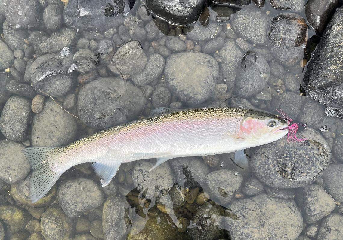 Landing a mint-bright, hatchery hen steelhead is the goal of every Spey caster.