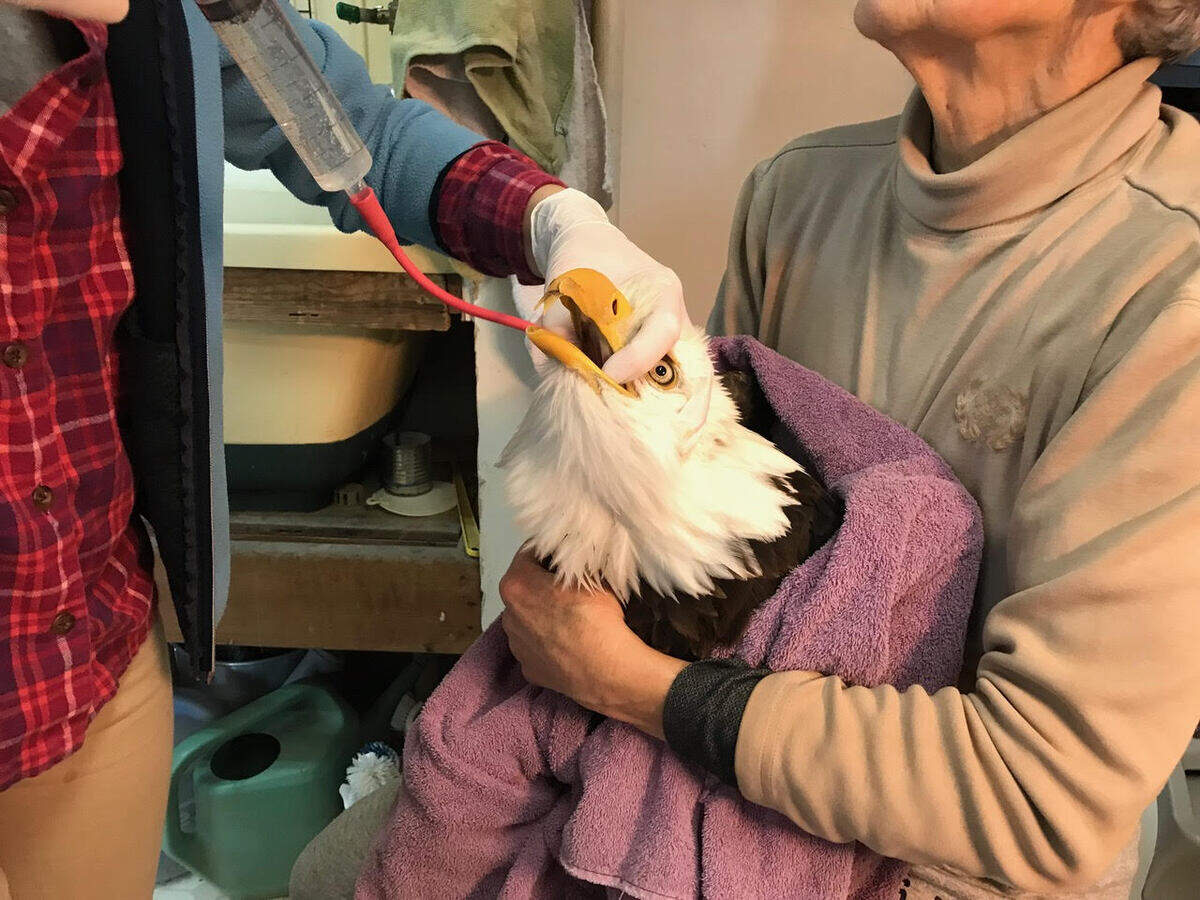 A bald eagle found injured in Mesa is given fluids to rehydrate him.