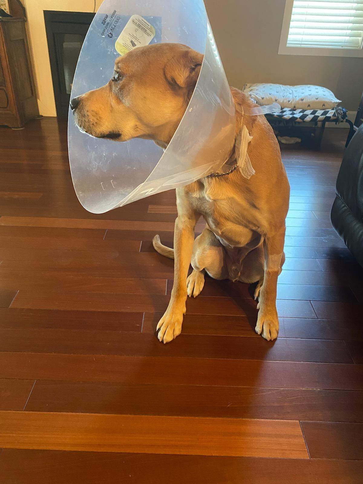 Sawyer is recovering after needing emergency surgery.