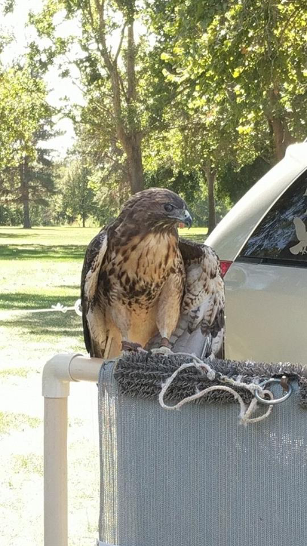 Blue Mountain Wildlife will be bringing birds of prey to RiverFest Saturday in Pasco.
