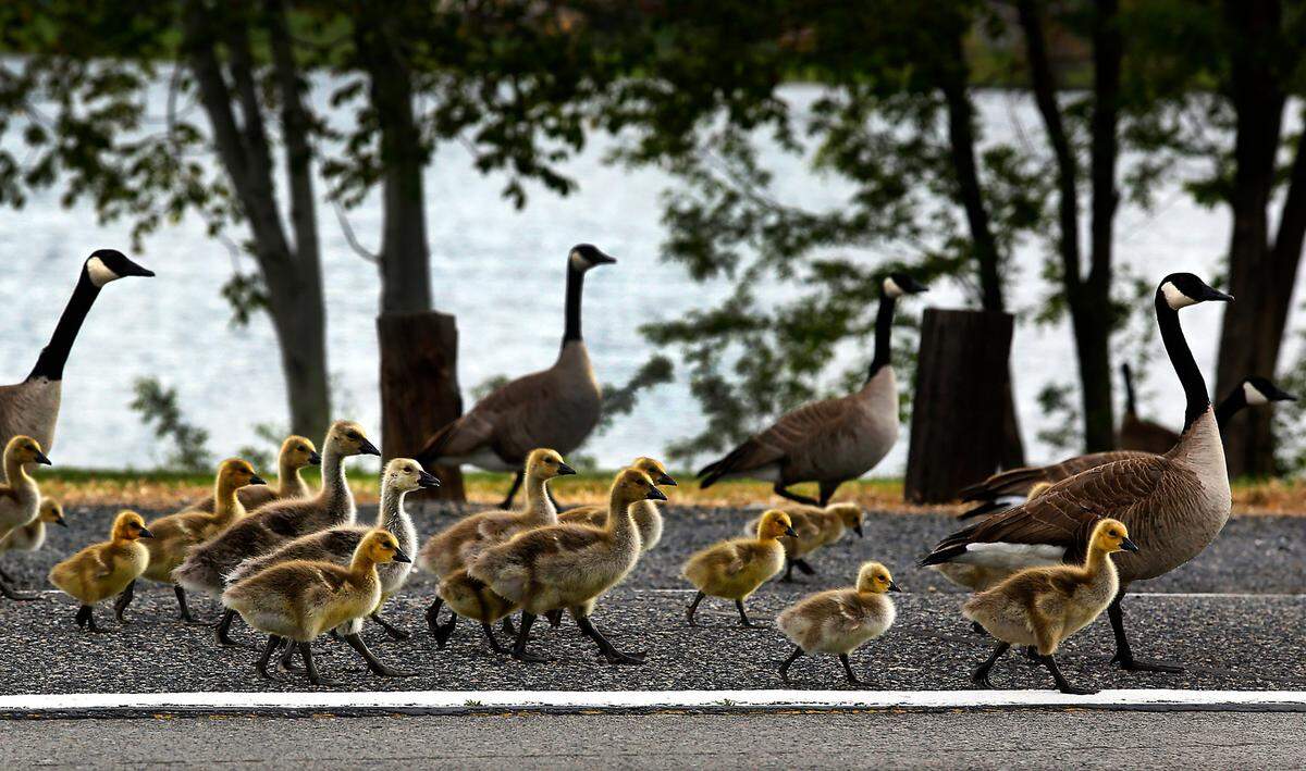 A gaggle of goslings cross Paul Parish Drive toward the green grass of the Columbia Park Golf Tri-Plex by the Columbia River in Kennewick.