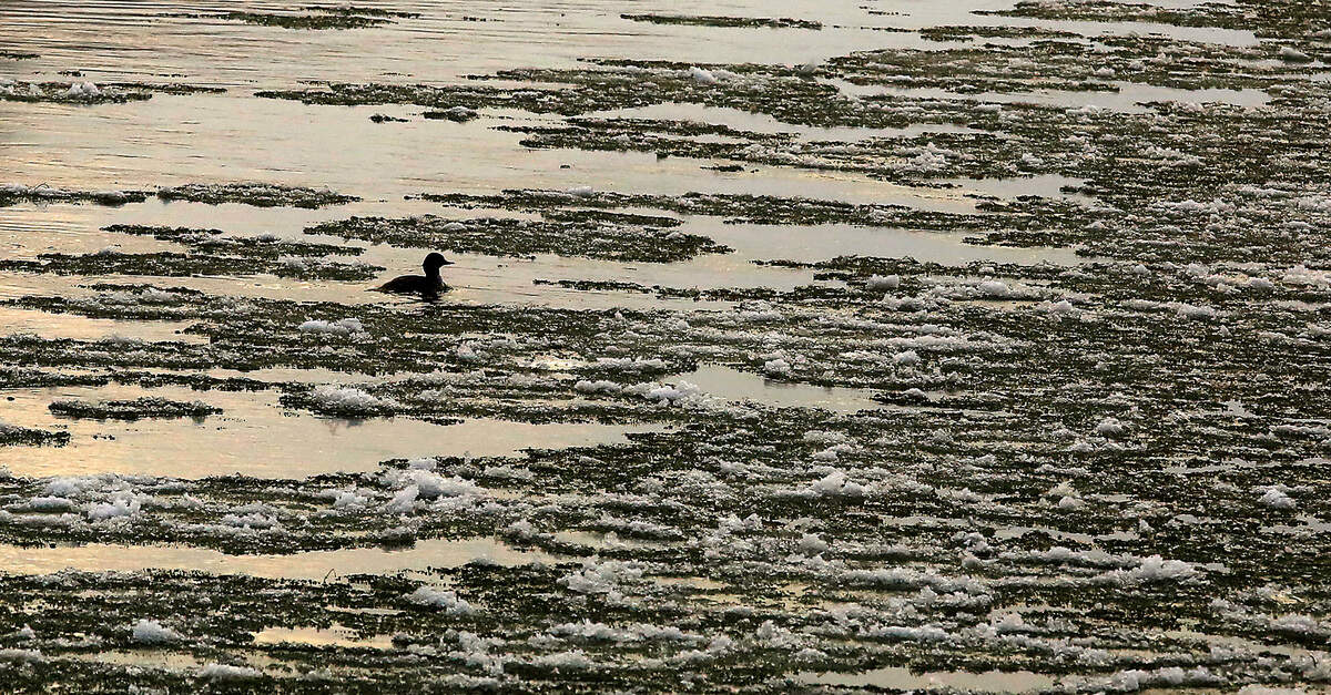 A lone duck dodges floating ice early Tuesday while paddling around on the Yakima River near the Yakima River Gateway Park in West Richland. The Tri-Cities could see more snow Tuesday night through Wednesday, according to the National Weather Service forecast.