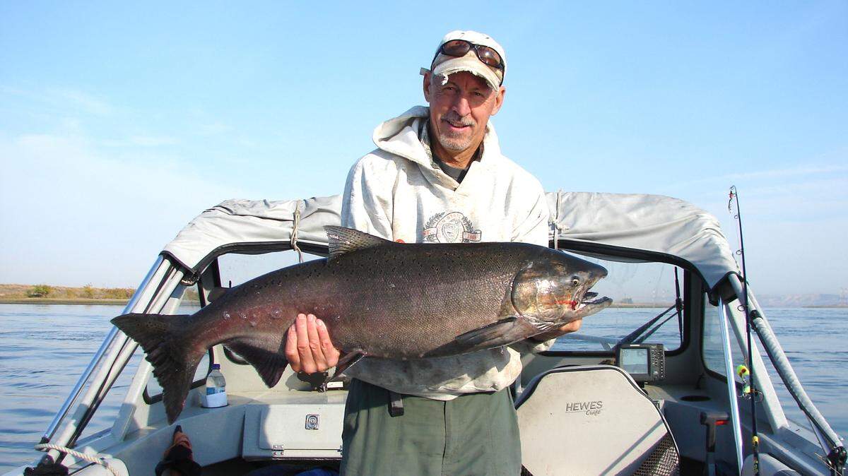 Dennis Dauble shows off a 25-pound fall Chinook salmon landed on the Reach on the Columbia River during one of his lucky days.
